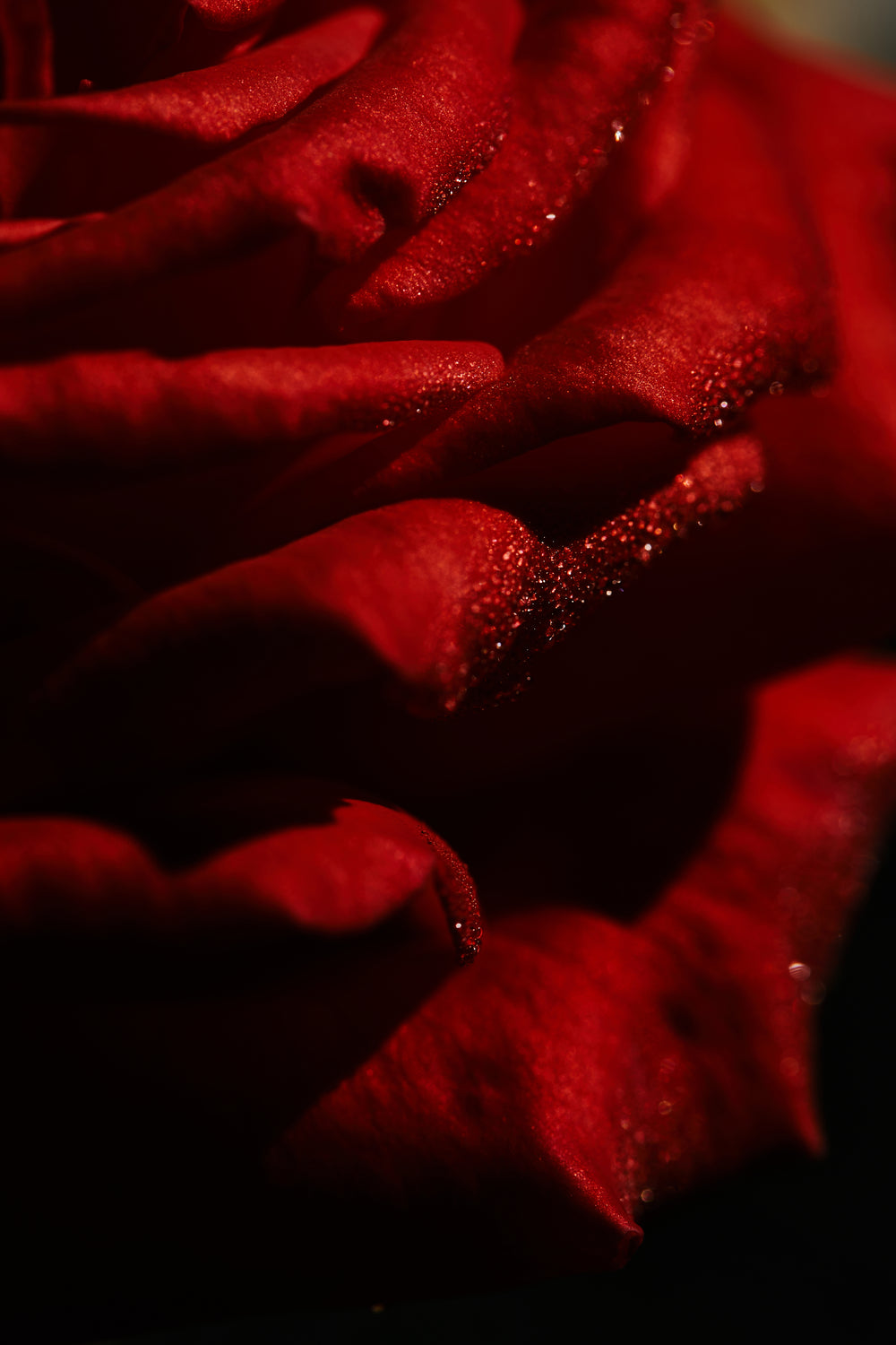 Asal-usul Mitos Bunga Mawar