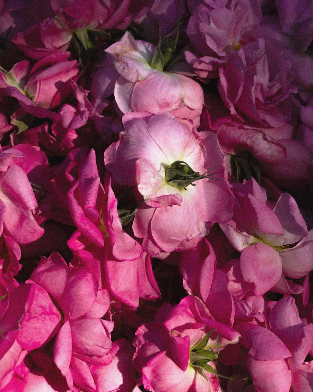 Era Victoria dan Bahasa Bunga