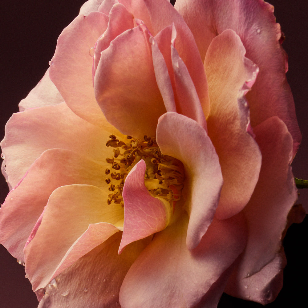 STRUKTUR PENCERNAAN YANG UNIK