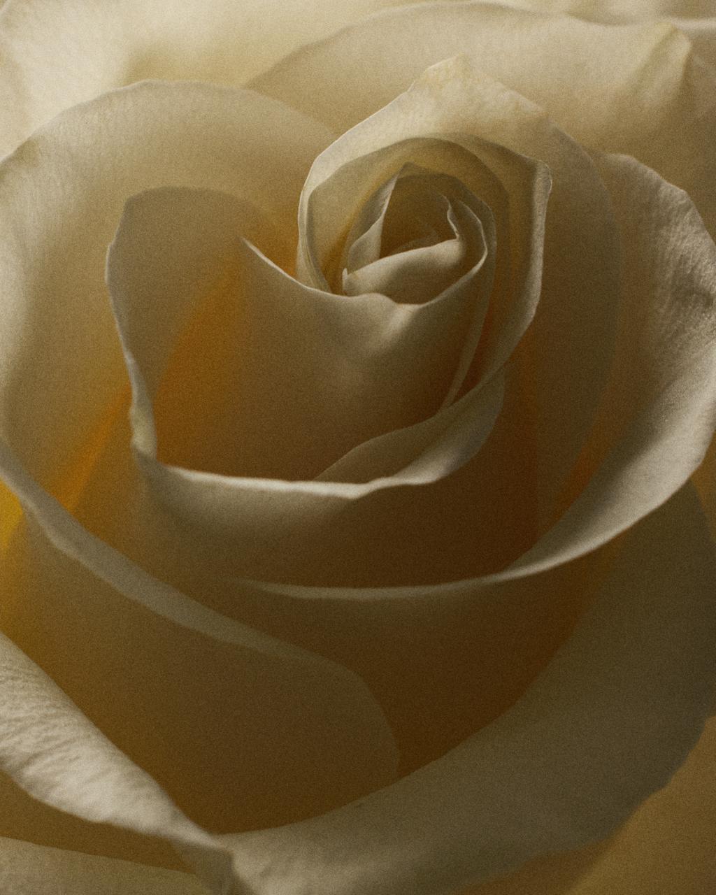La Rose, symbole universel de l'Amour